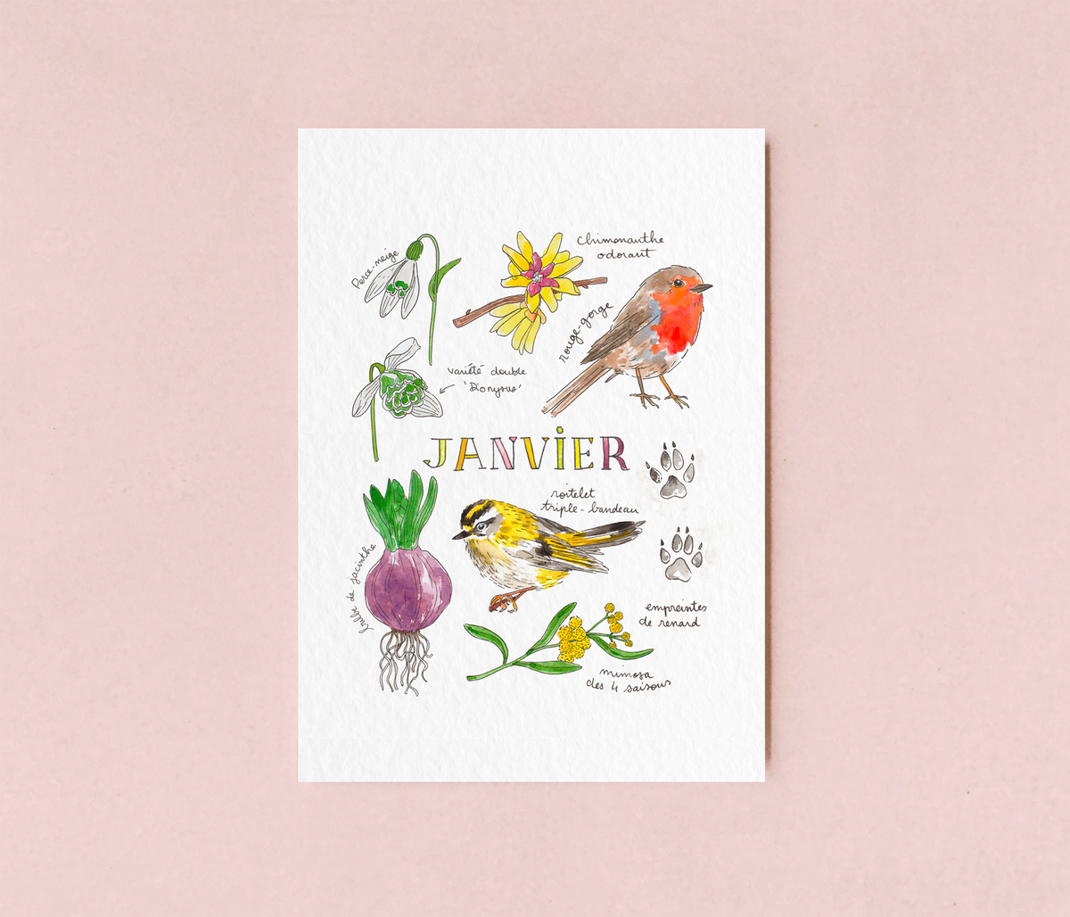 Janvier dans la nature - carte A6