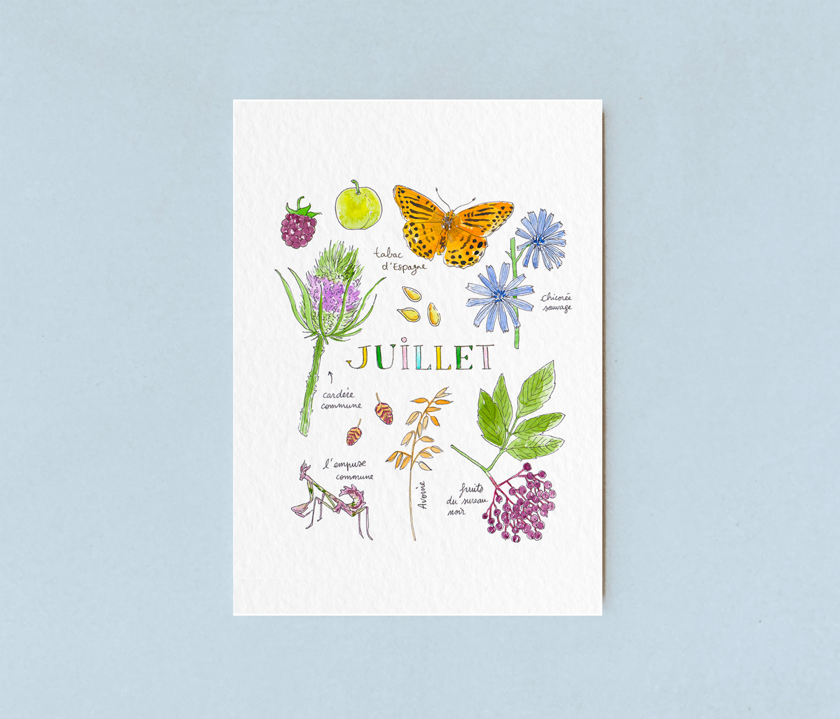 Juillet dans la nature - carte A6
