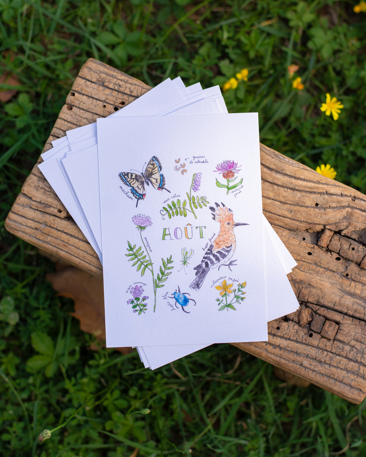 Août dans la nature - carte A6
