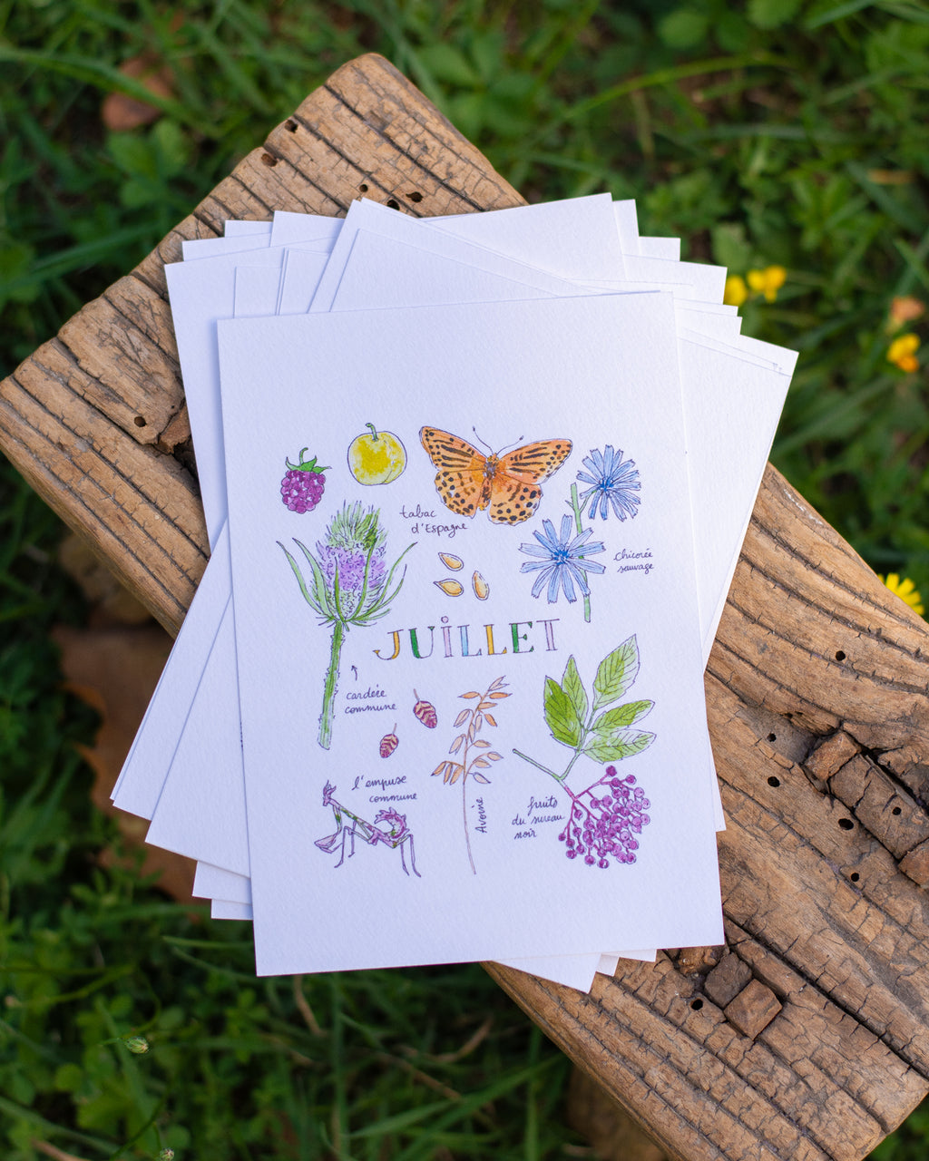 Juillet dans la nature - carte A6