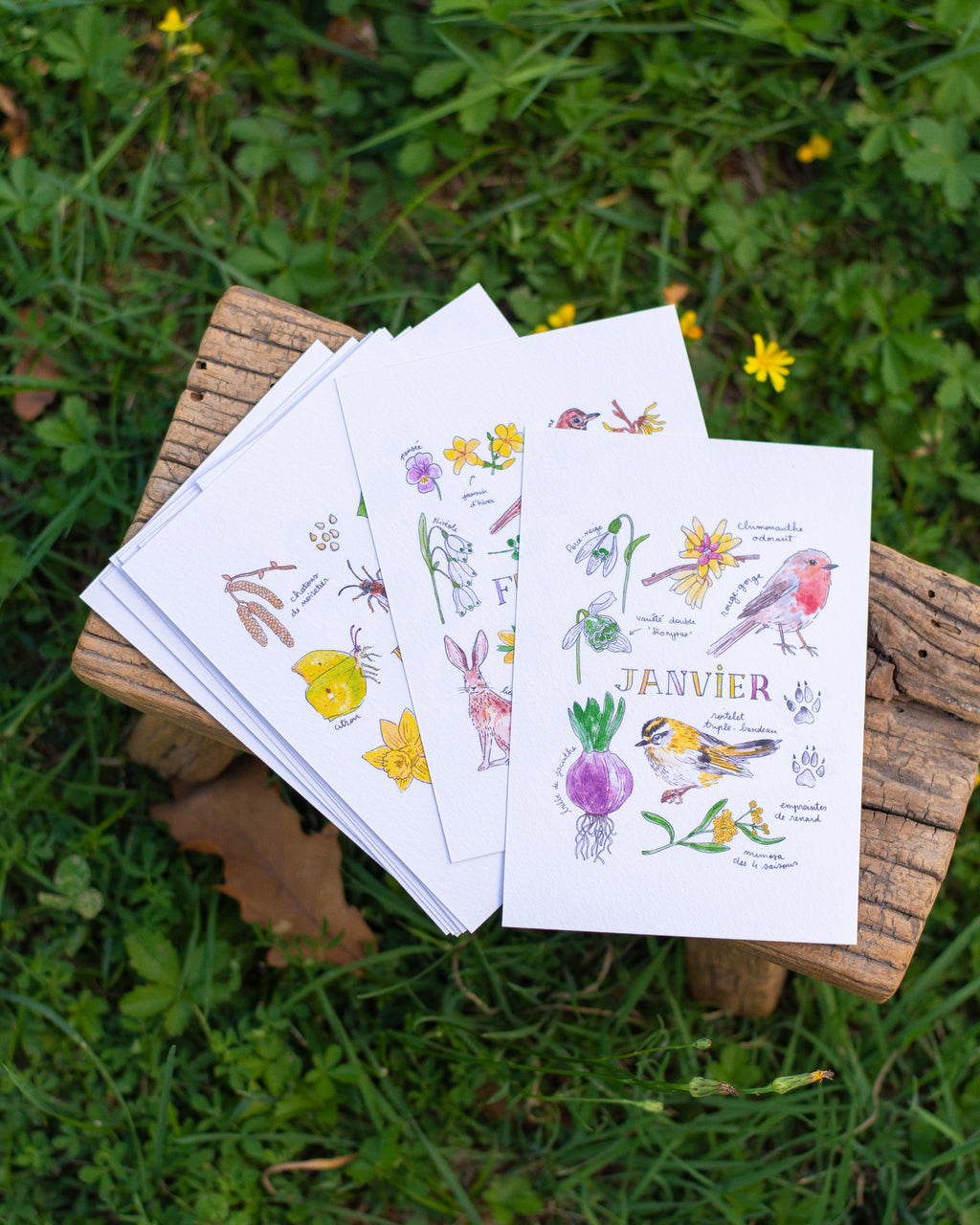 Une année dans la nature - 12 cartes A6