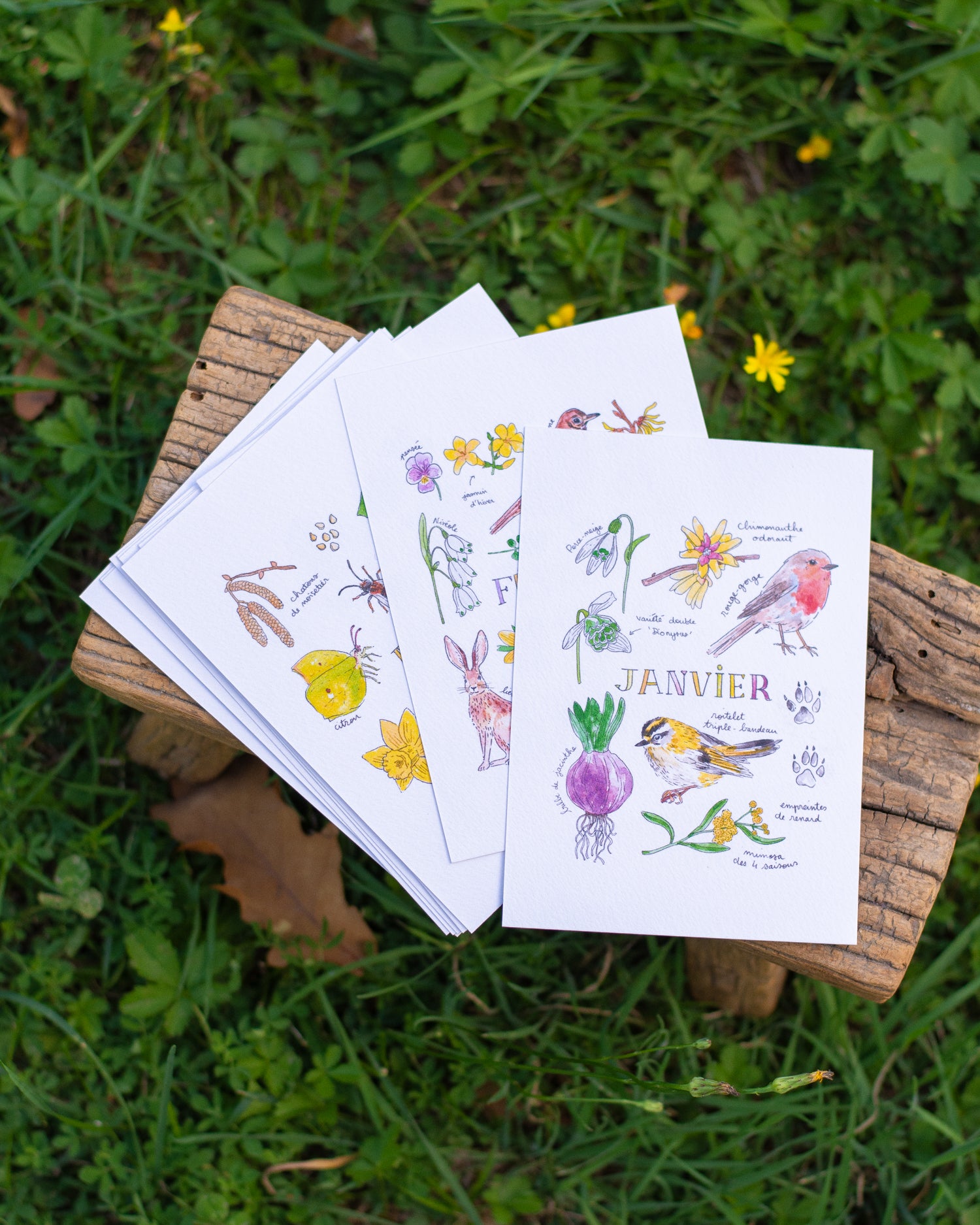 Une année dans la nature - 12 cartes A6