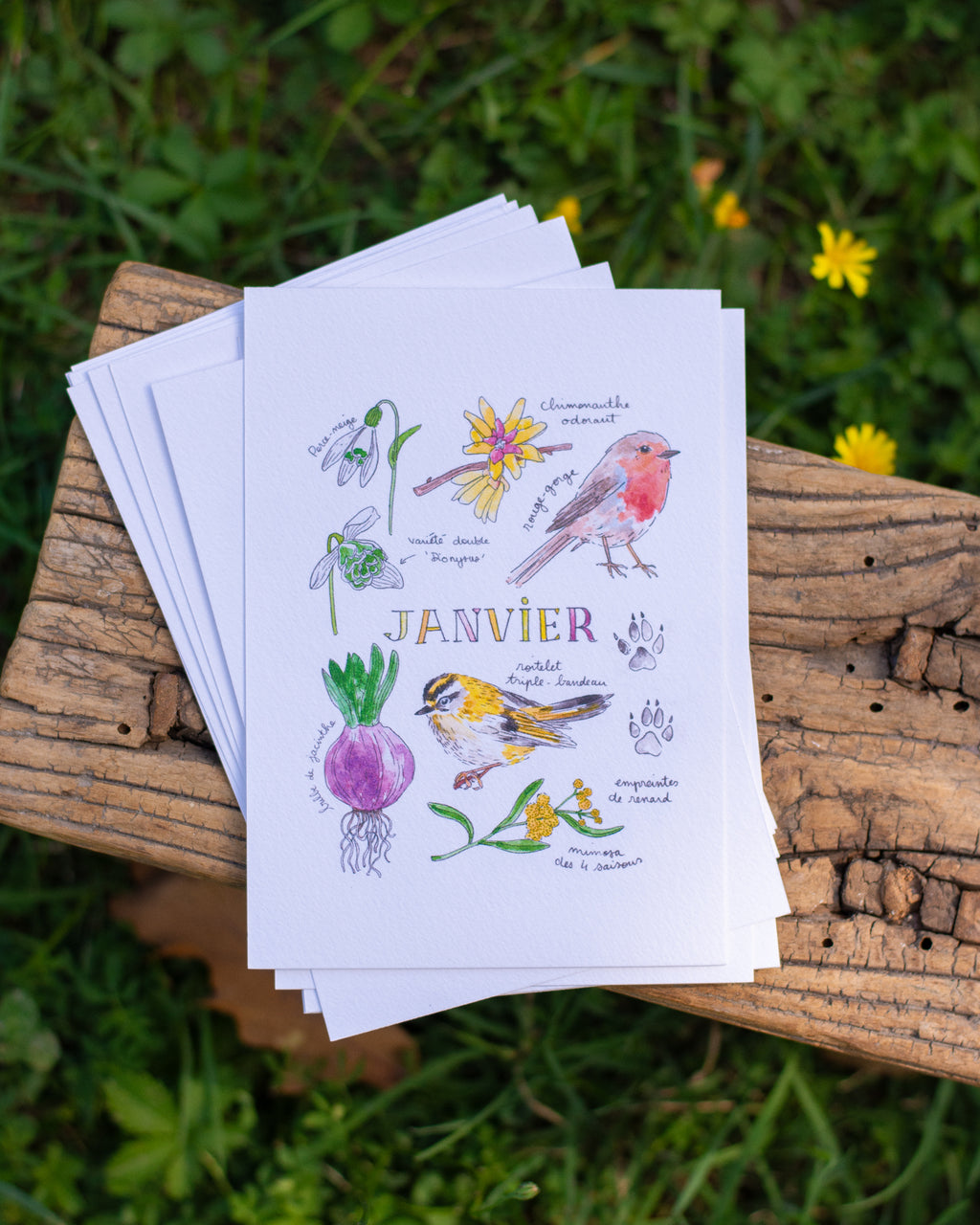 Janvier dans la nature - carte A6