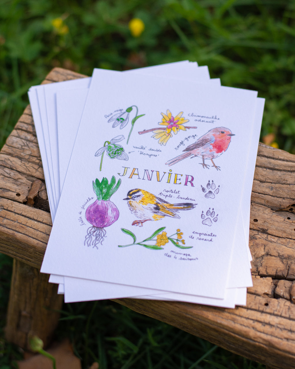 Janvier dans la nature - carte A6