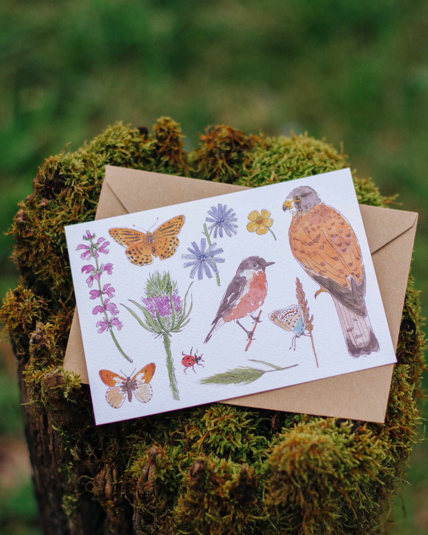 Faune & Flore des prairies - Carte A6