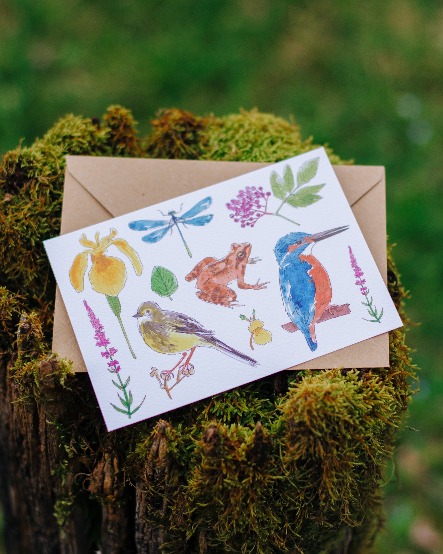 Faune & Flore des zones humides - Carte A6